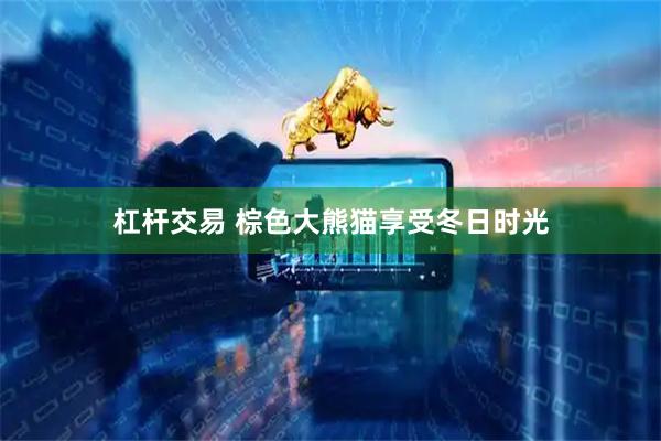 杠杆交易 棕色大熊猫享受冬日时光